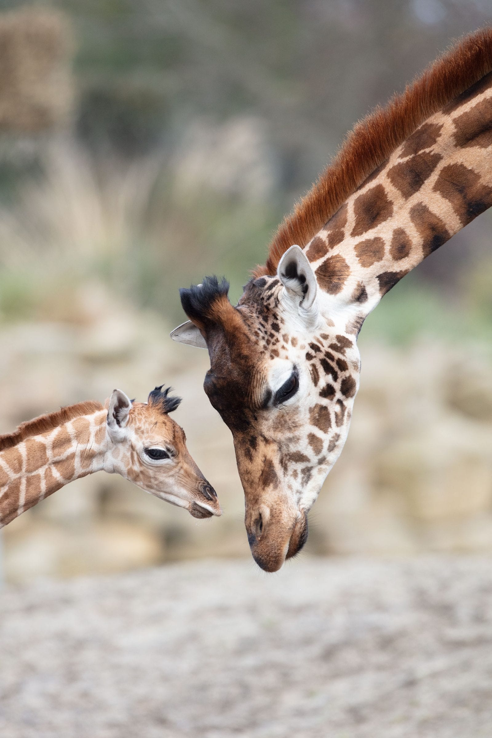 Giraffe - Dublin Zoo