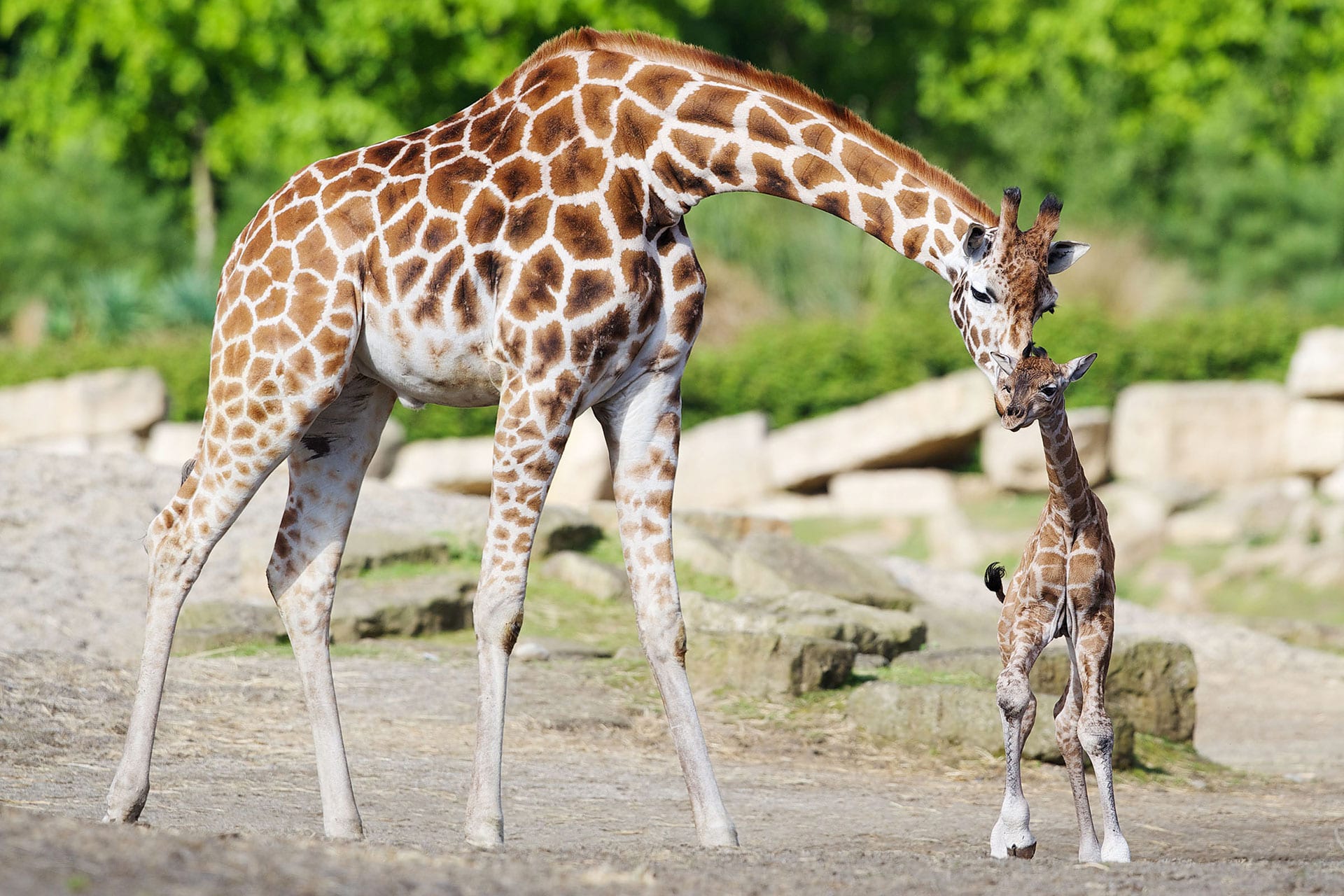 Giraffe - Dublin Zoo