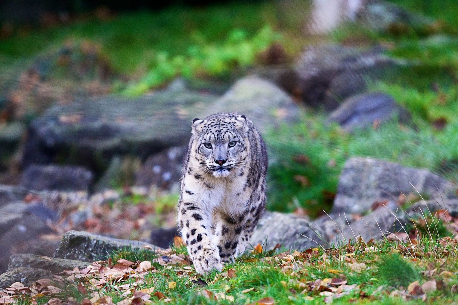 dublin zoo snow leopard cubs