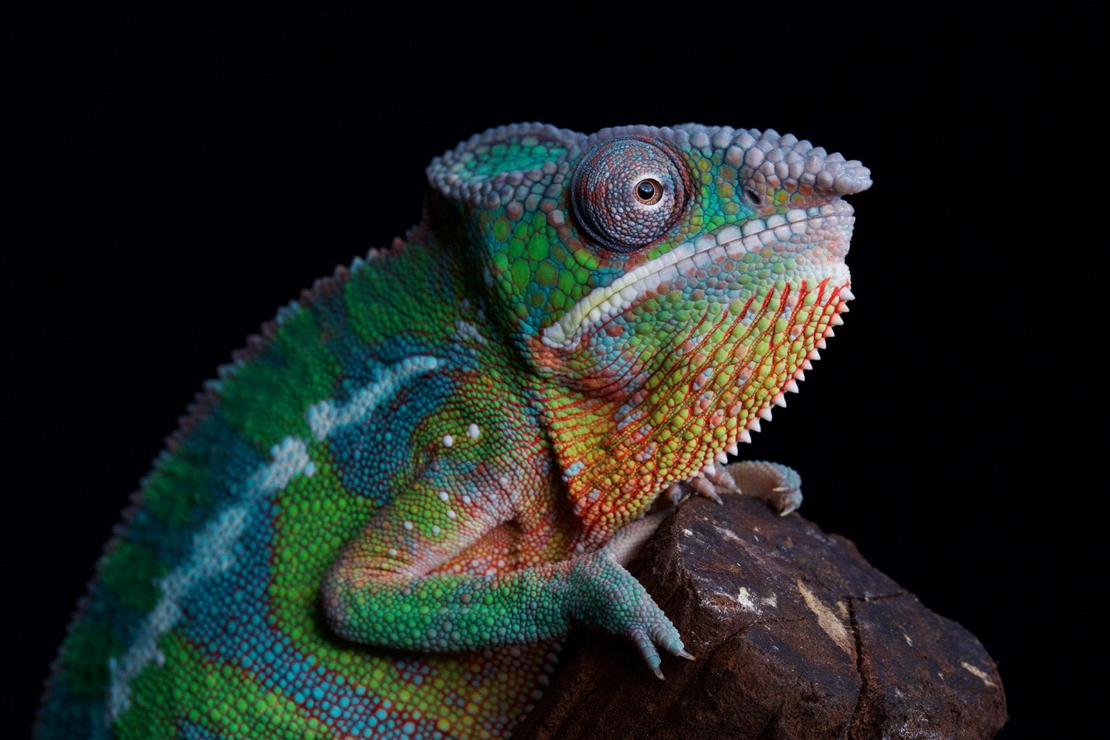 Panther chameleon - Dublin Zoo