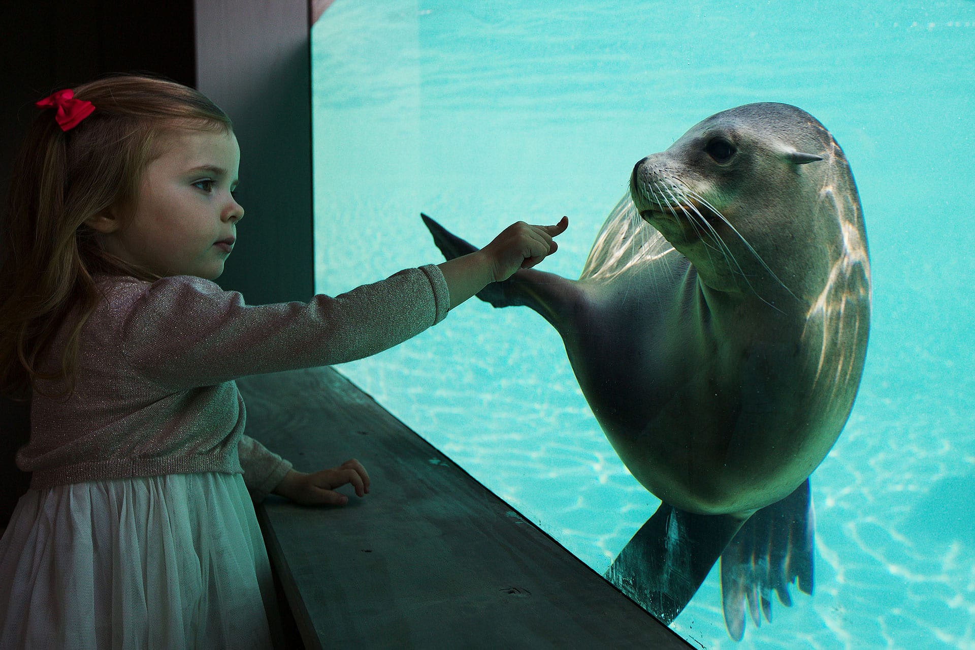 California sea lion - Dublin Zoo