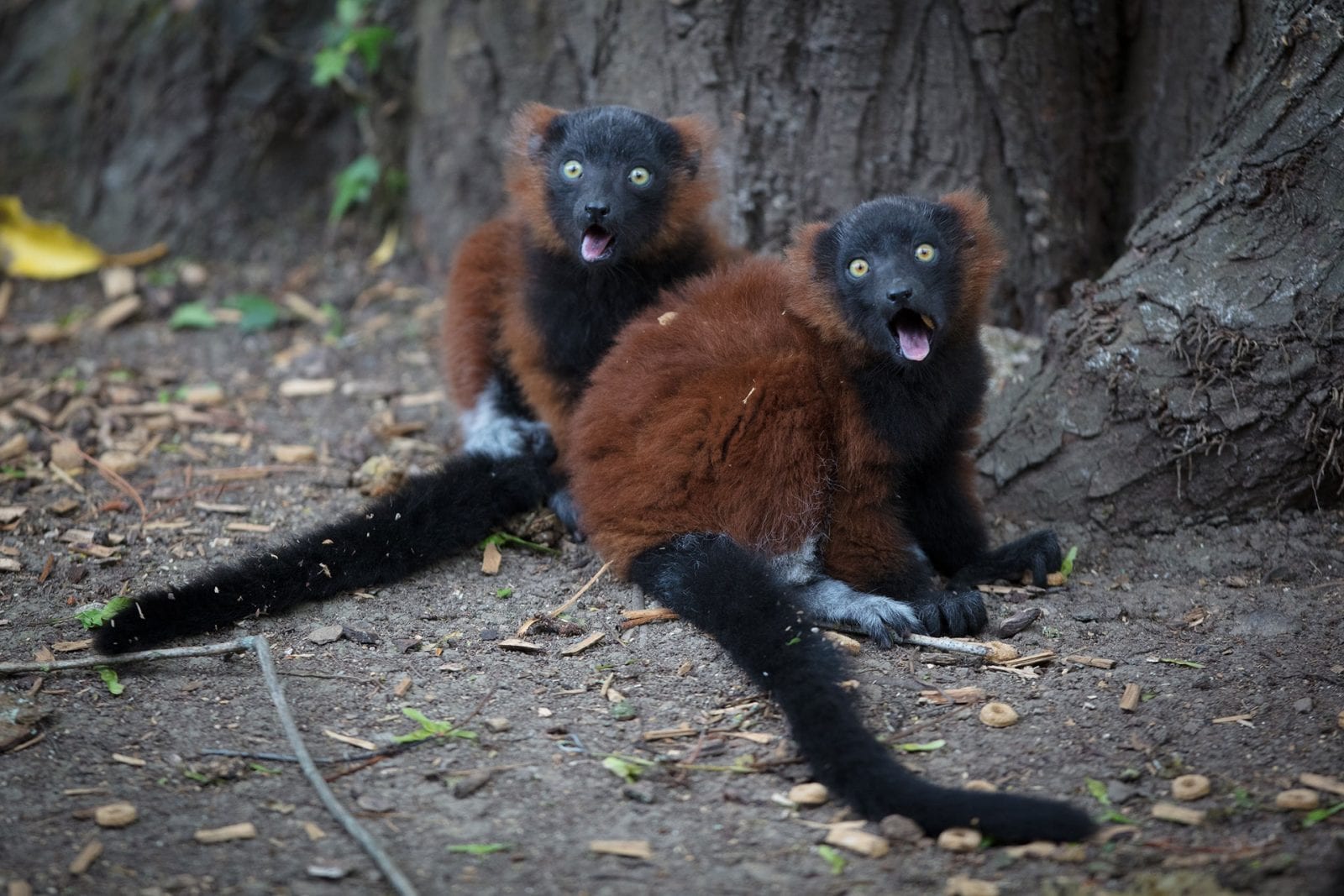 animals-born-at-dublin-zoo-in-2018-dublin-zoo