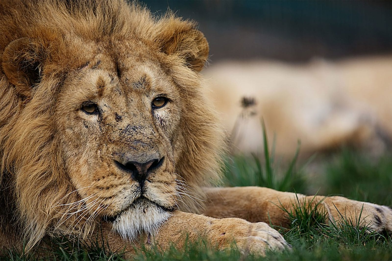 Asian lion - Dublin Zoo