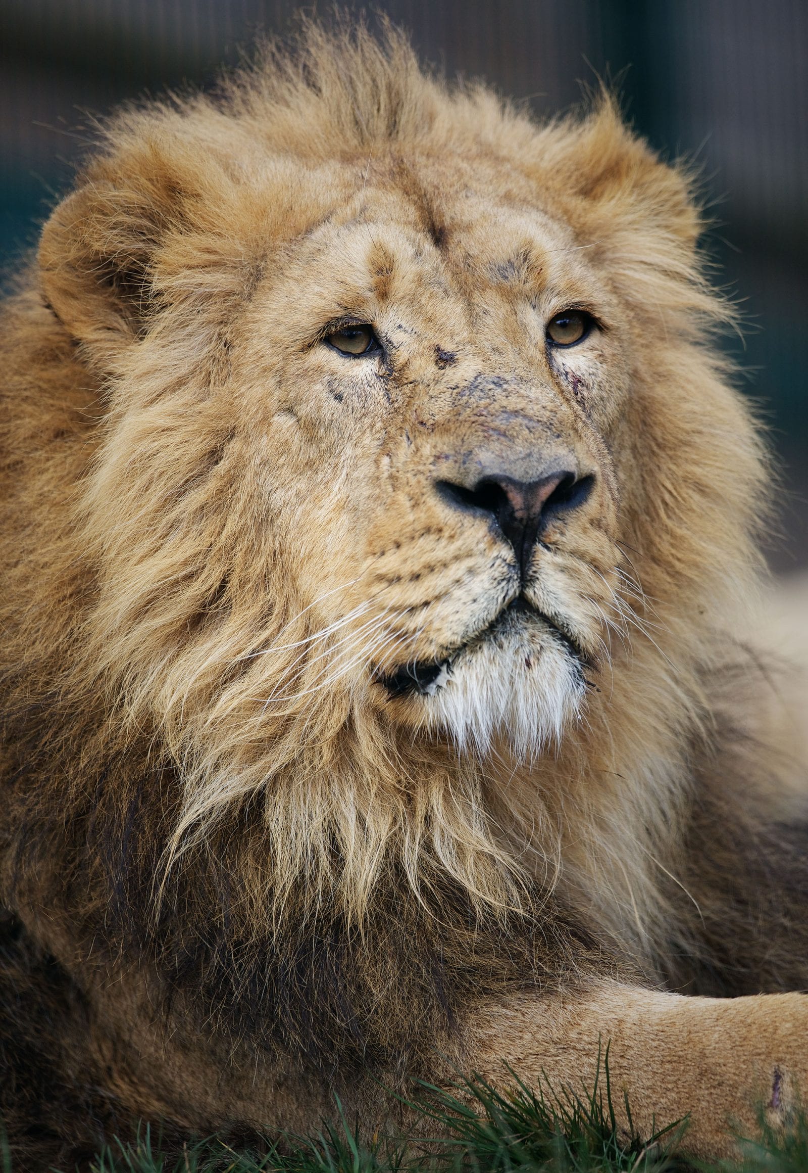 Download Lion | Dublin Zoo