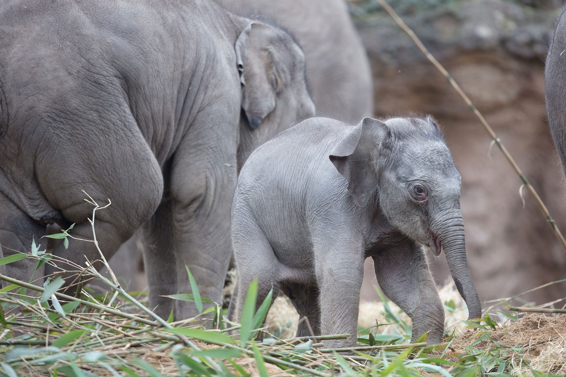 Elephant - Dublin Zoo