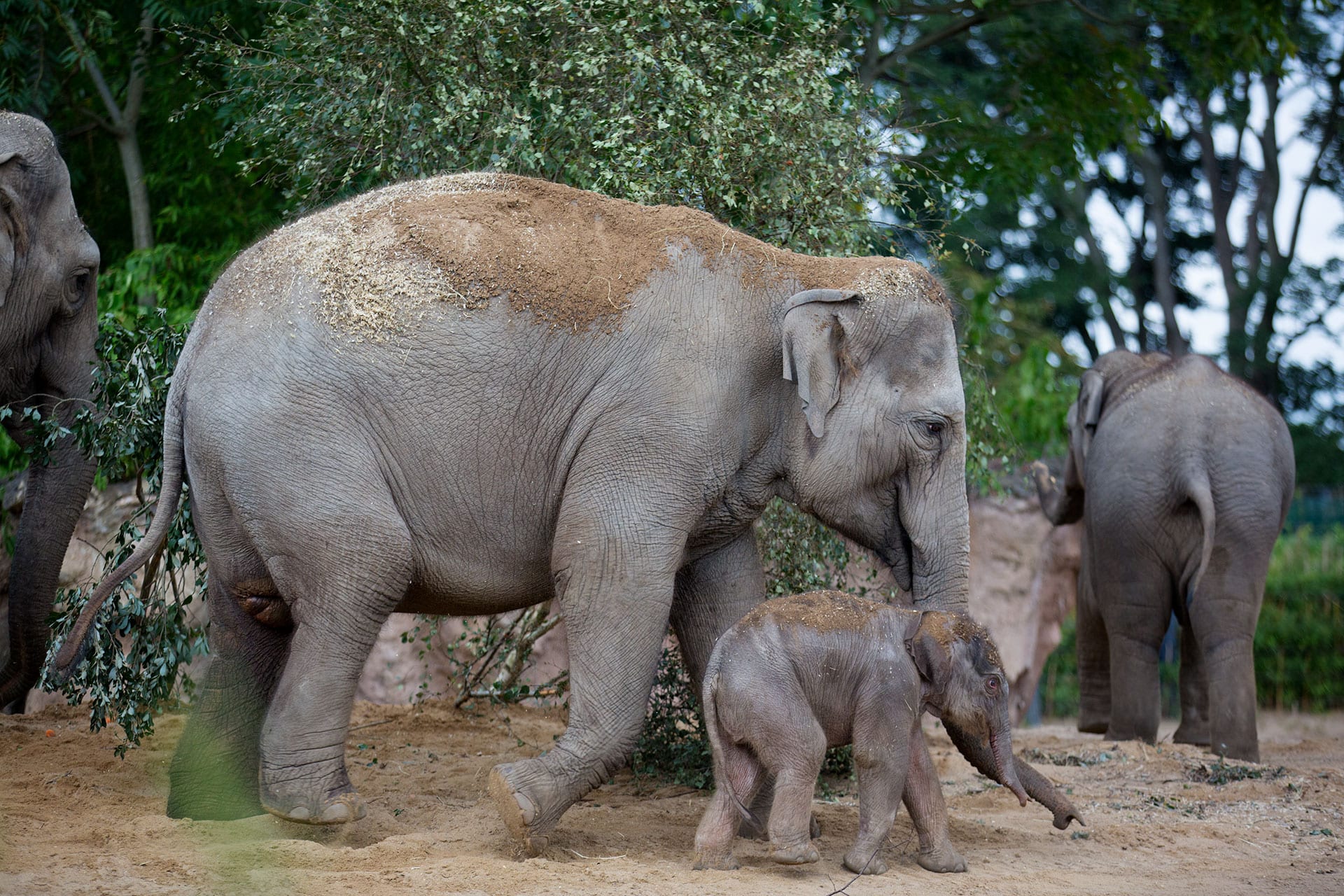 Elephant - Dublin Zoo