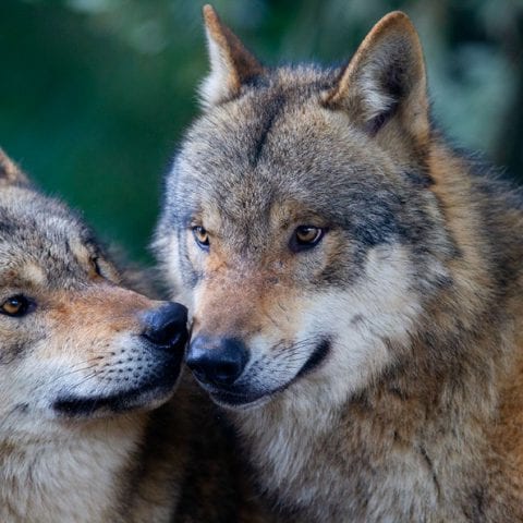 Dublin Zoo Welcomes Eight Grey Wolves - Dublin Zoo