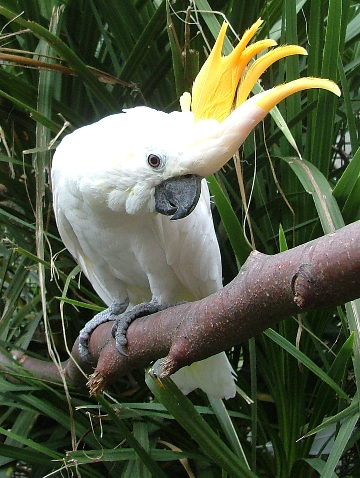 cockatoo red