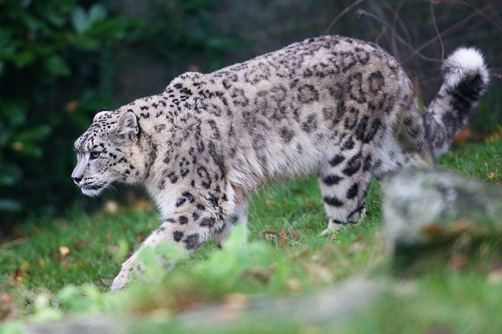 Snow Leopard - Dublin Zoo