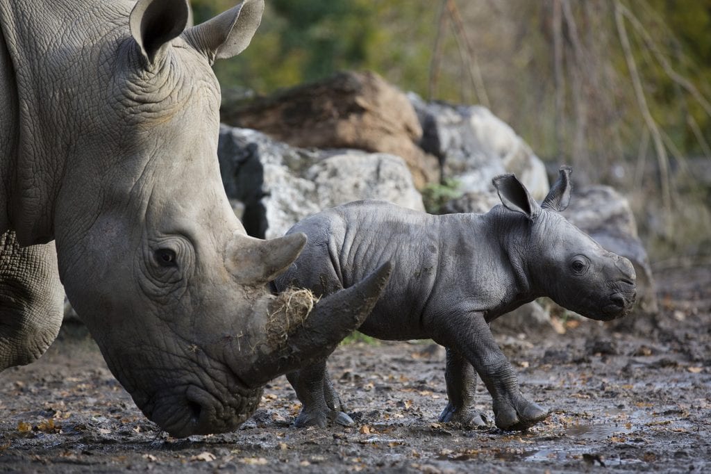 Rhinoceros - Dublin Zoo