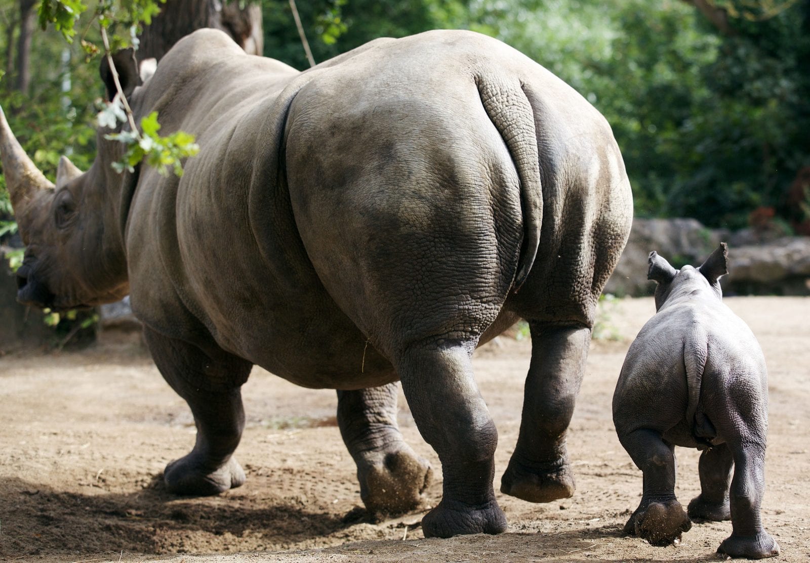 Rhinoceros - Dublin Zoo