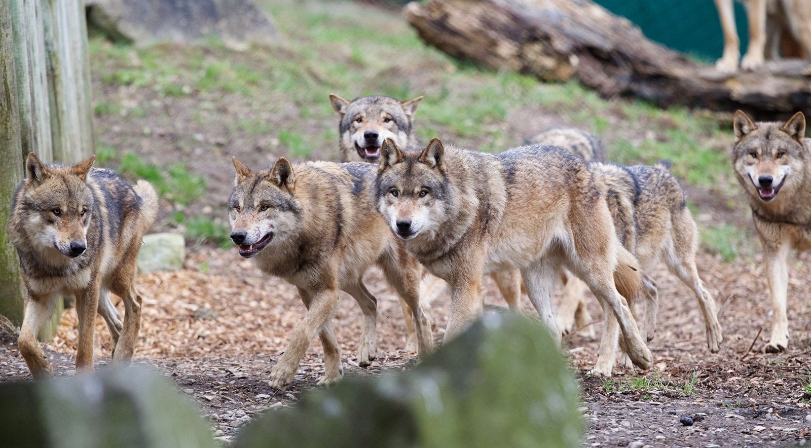 Are There Wolves At Edinburgh Zoo