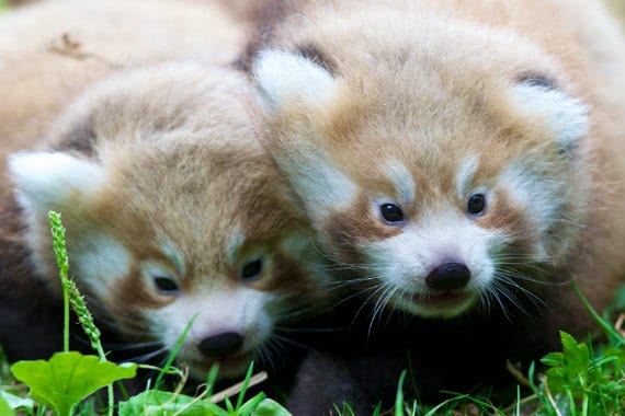 Red Panda - Dublin Zoo