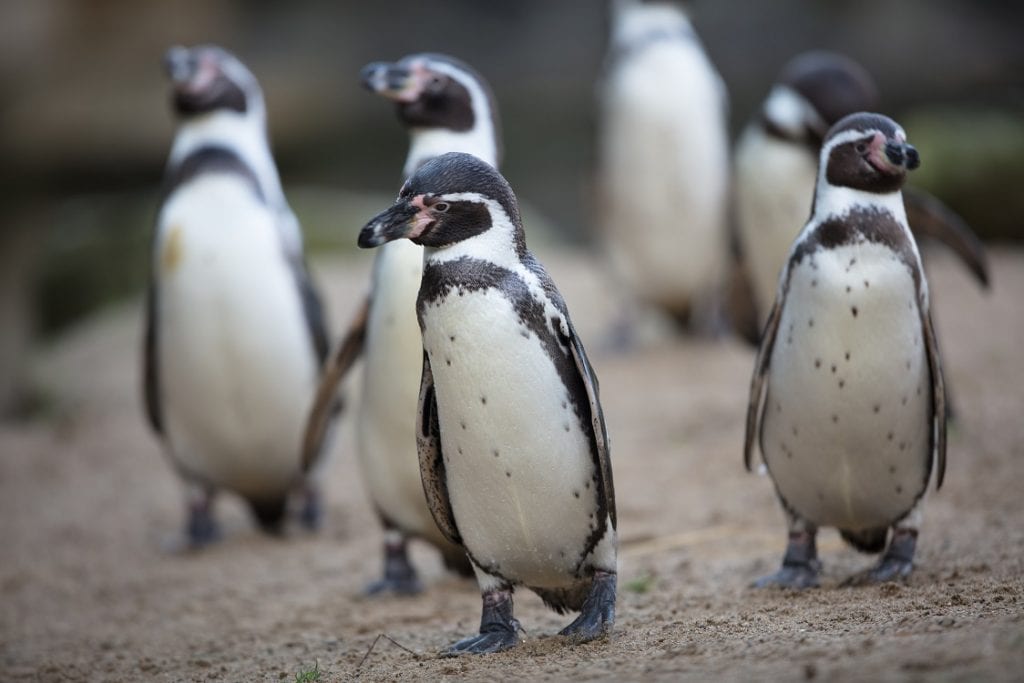 Humboldt Penguin - Dublin Zoo