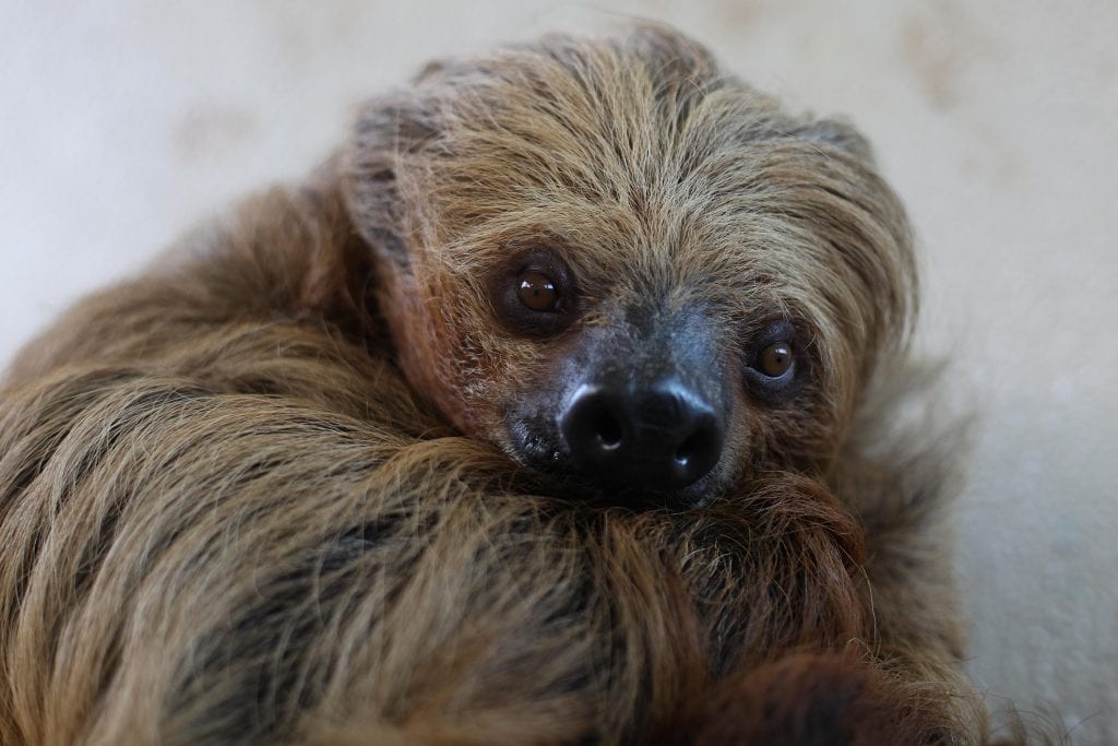 Sloth - Dublin Zoo