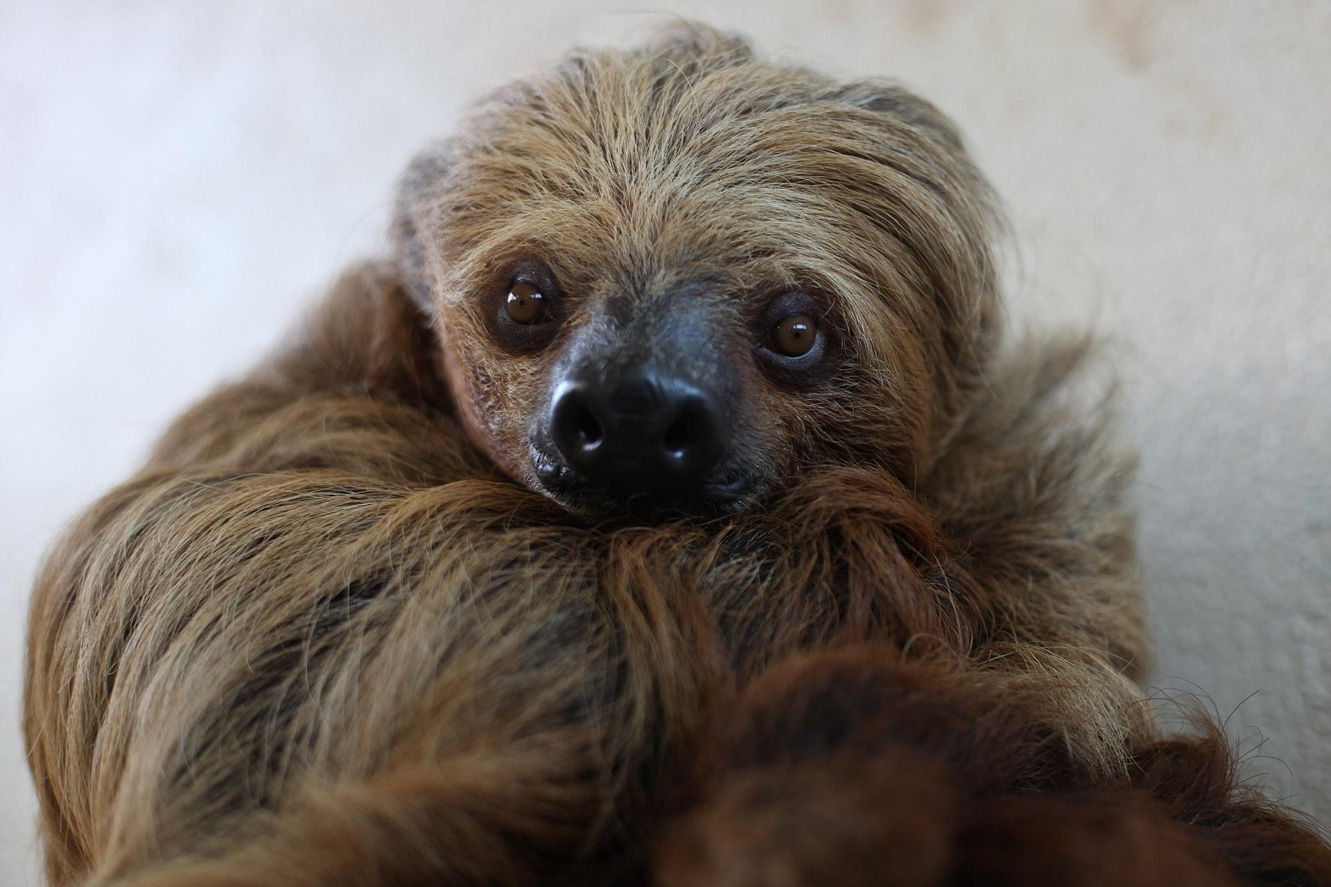 Sloth - Dublin Zoo