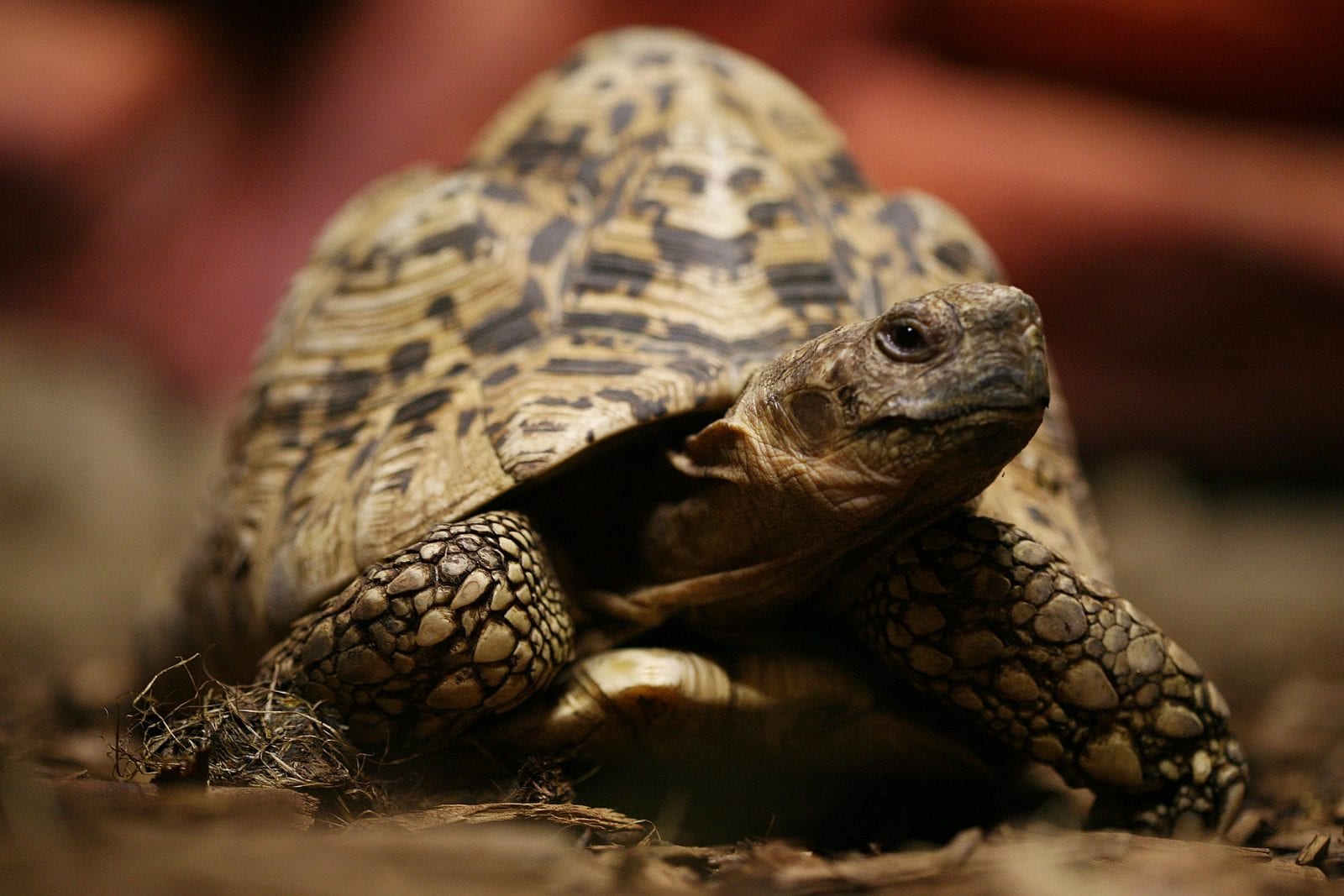 Indian star tortoise - Dublin Zoo