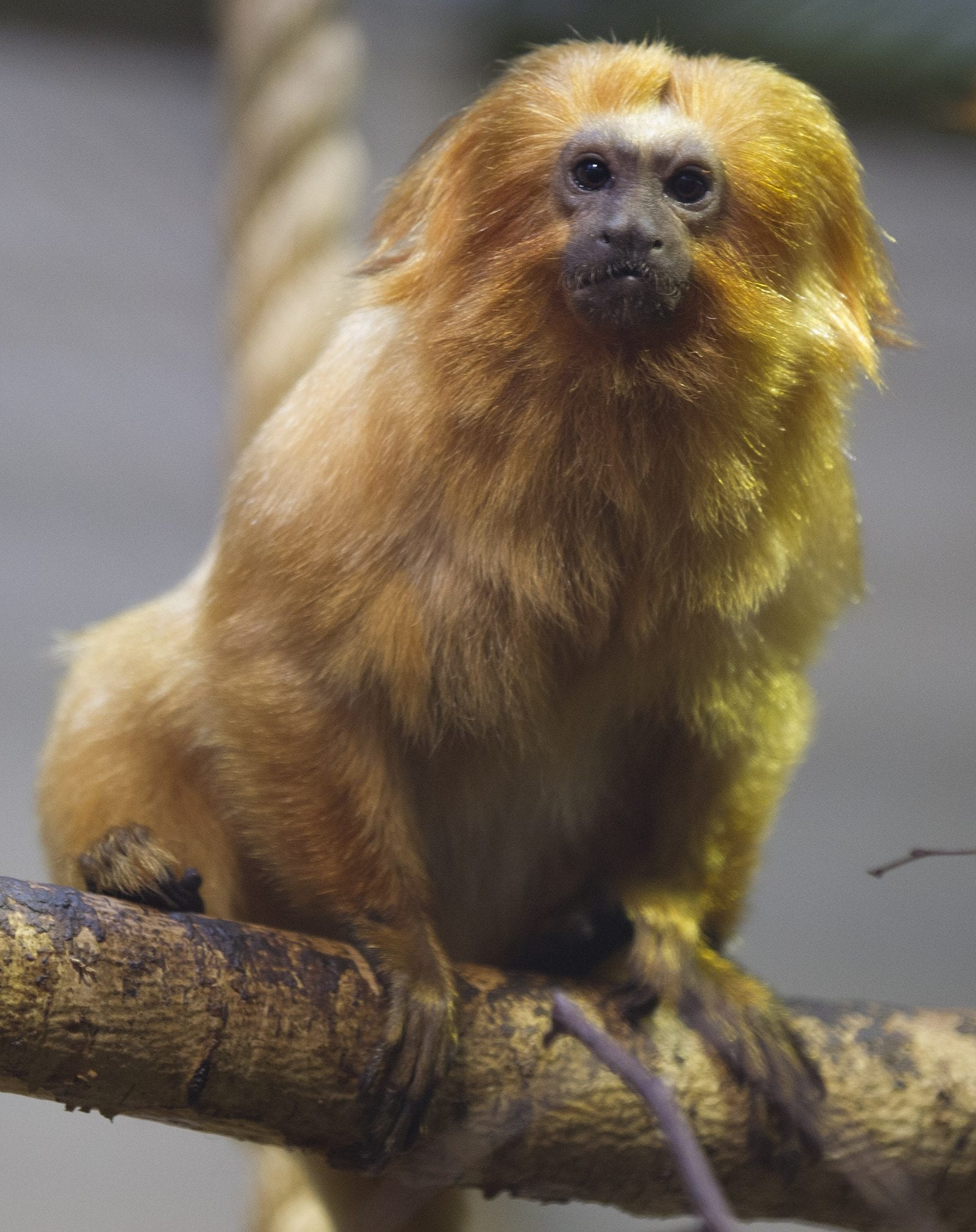 Celebrating World Golden Lion Tamarin Day at Newquay Zoo - Newquay Zoo