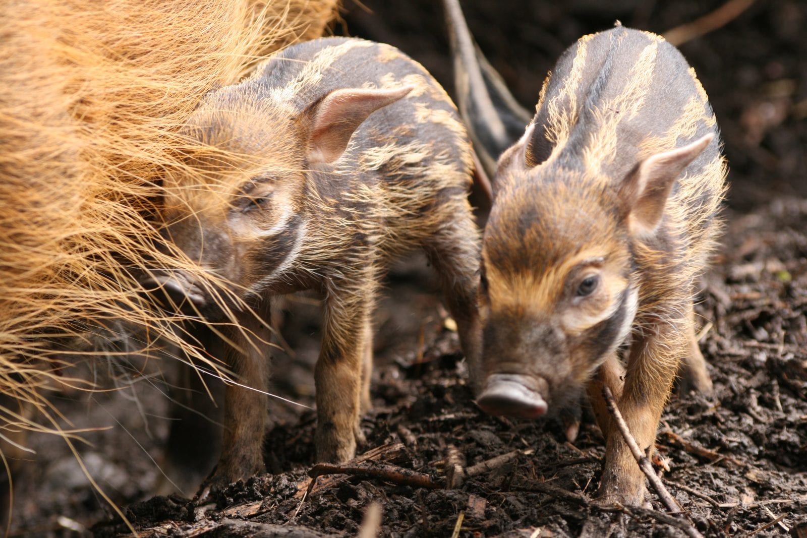 Red river hog - Dublin Zoo