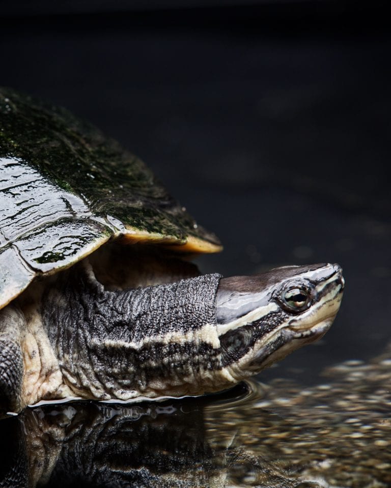 Vietnamese pond turtle - Dublin Zoo