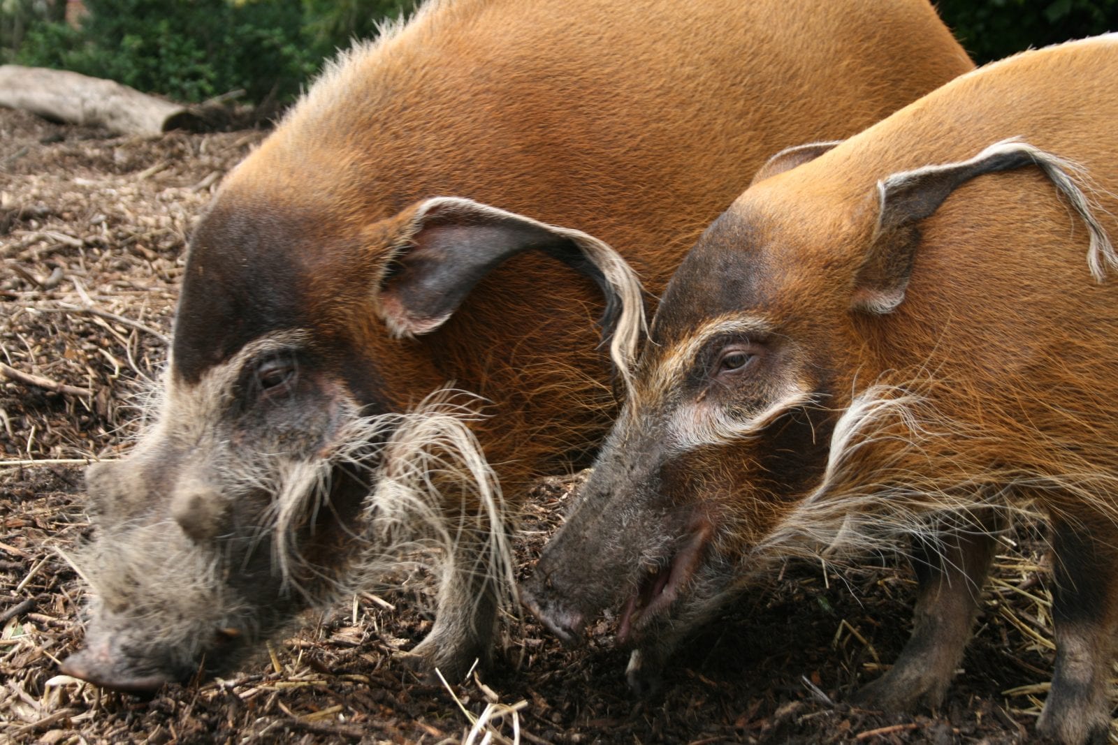 Red river hog - Dublin Zoo