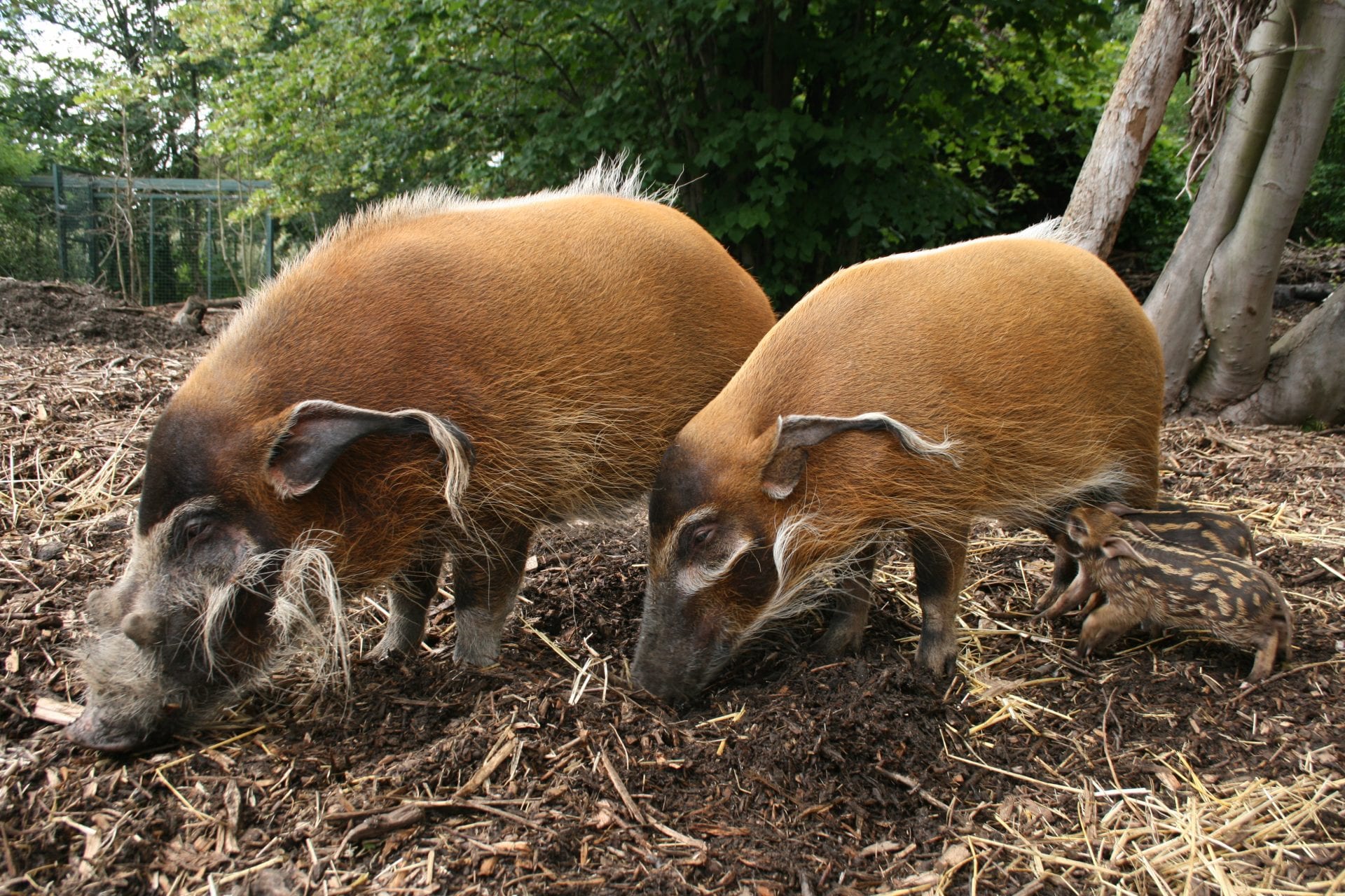 Red river hog - Dublin Zoo