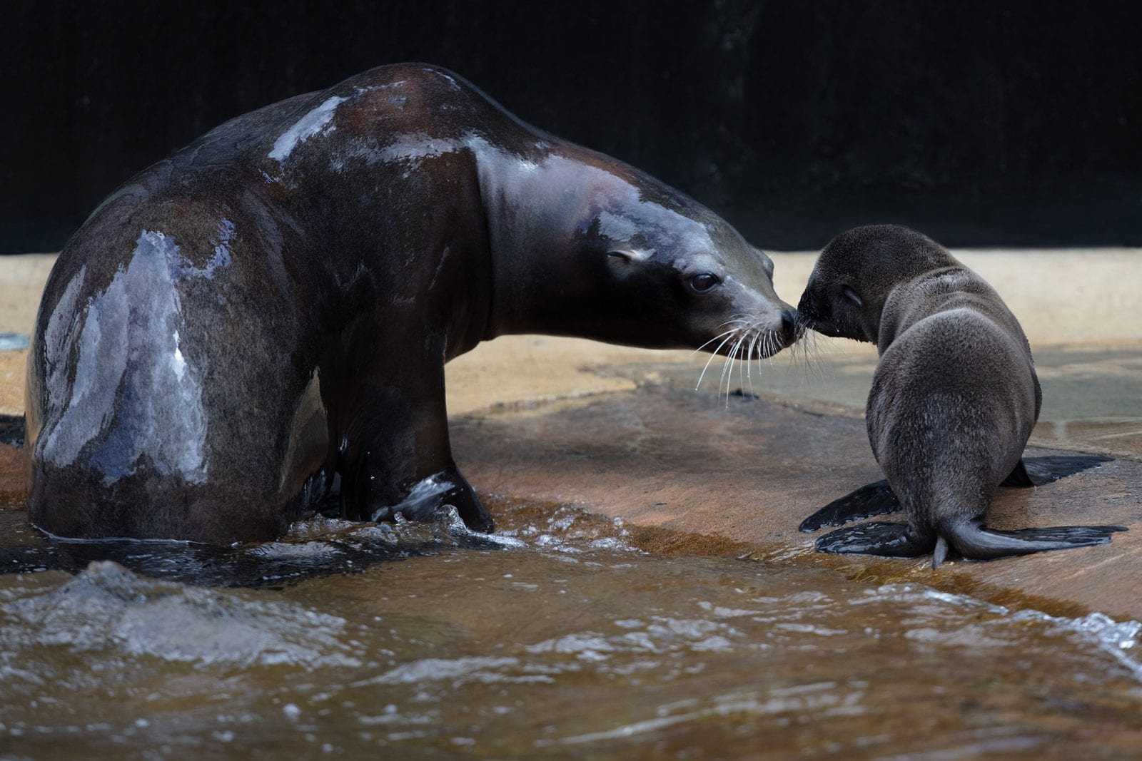 Three California Sea Lion Pups Born at Dublin Zoo! | Dublin Zoo