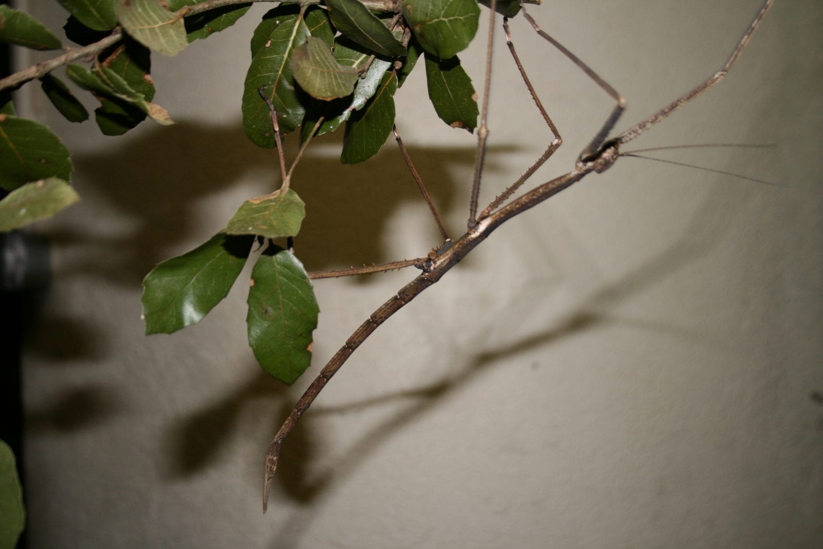 walking sticks insects poisonous