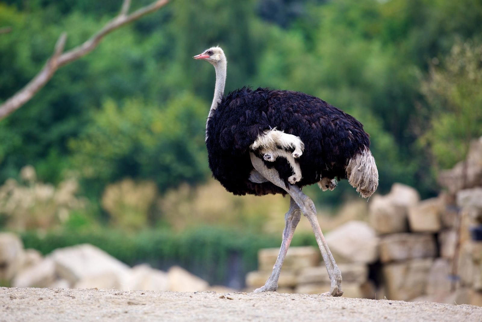 Ostrich - Dublin Zoo