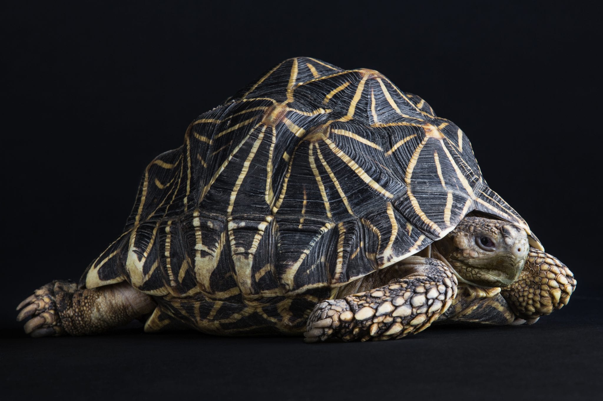 Indian Star Tortoise - Dublin Zoo