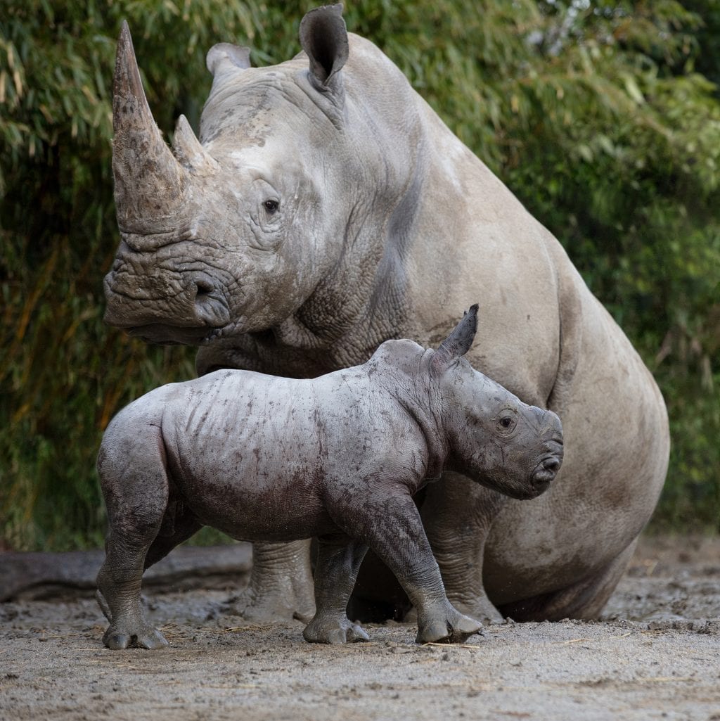 Male Rhino Calf Born at Dublin Zoo - Southern White Rhinoceros