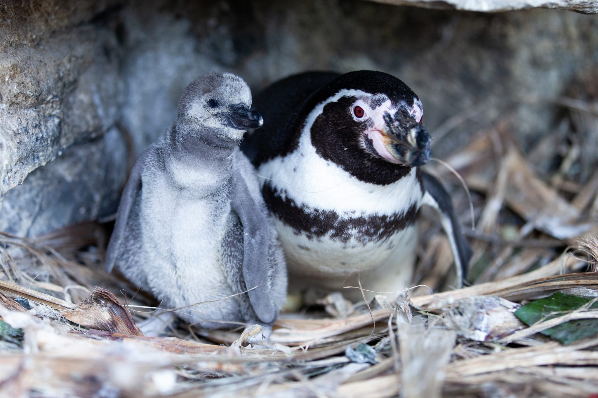 Penguin Chicks Hatch at Dublin Zoo - Dublin Zoo