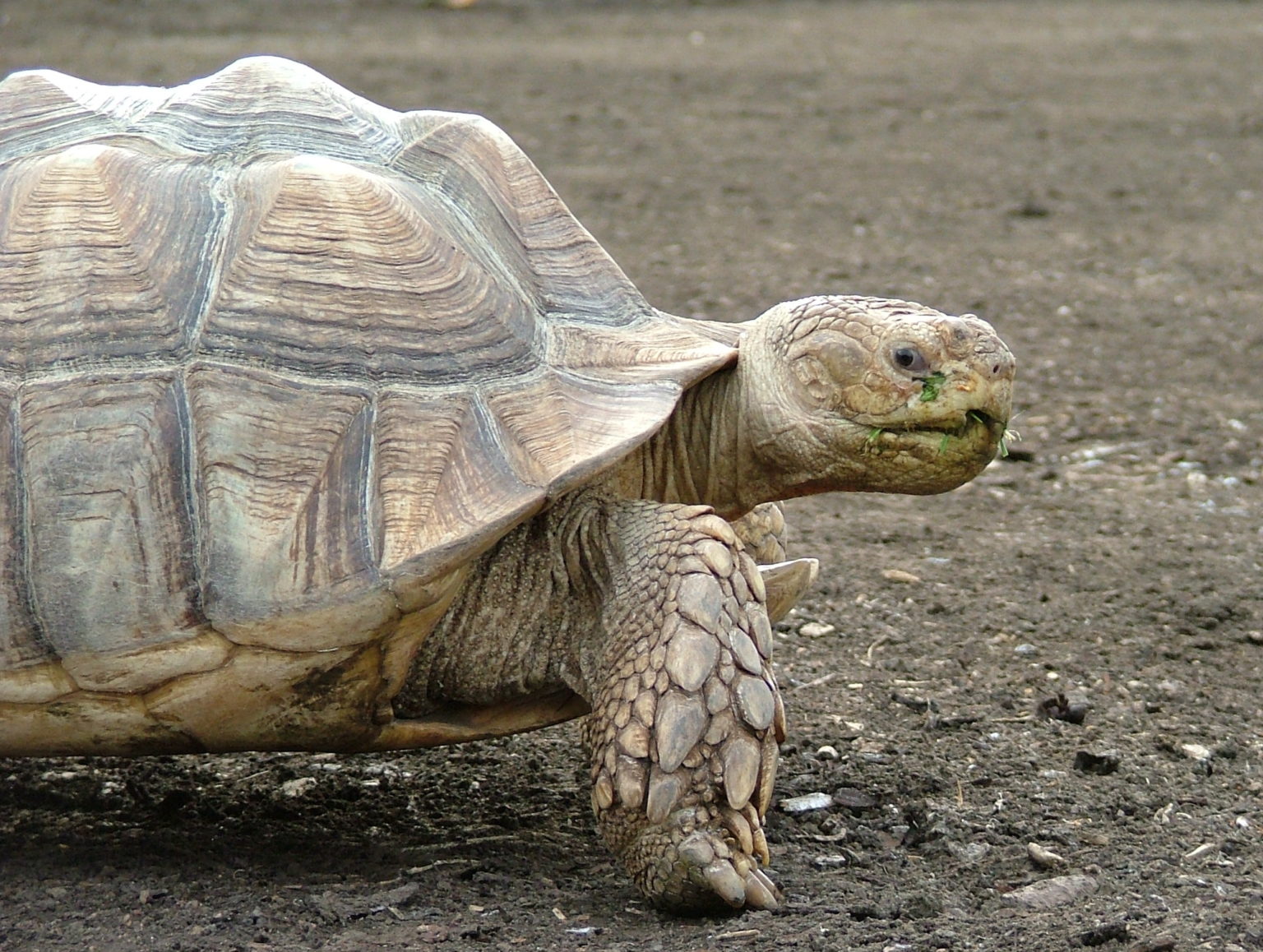 African spurred tortoise - Dublin Zoo