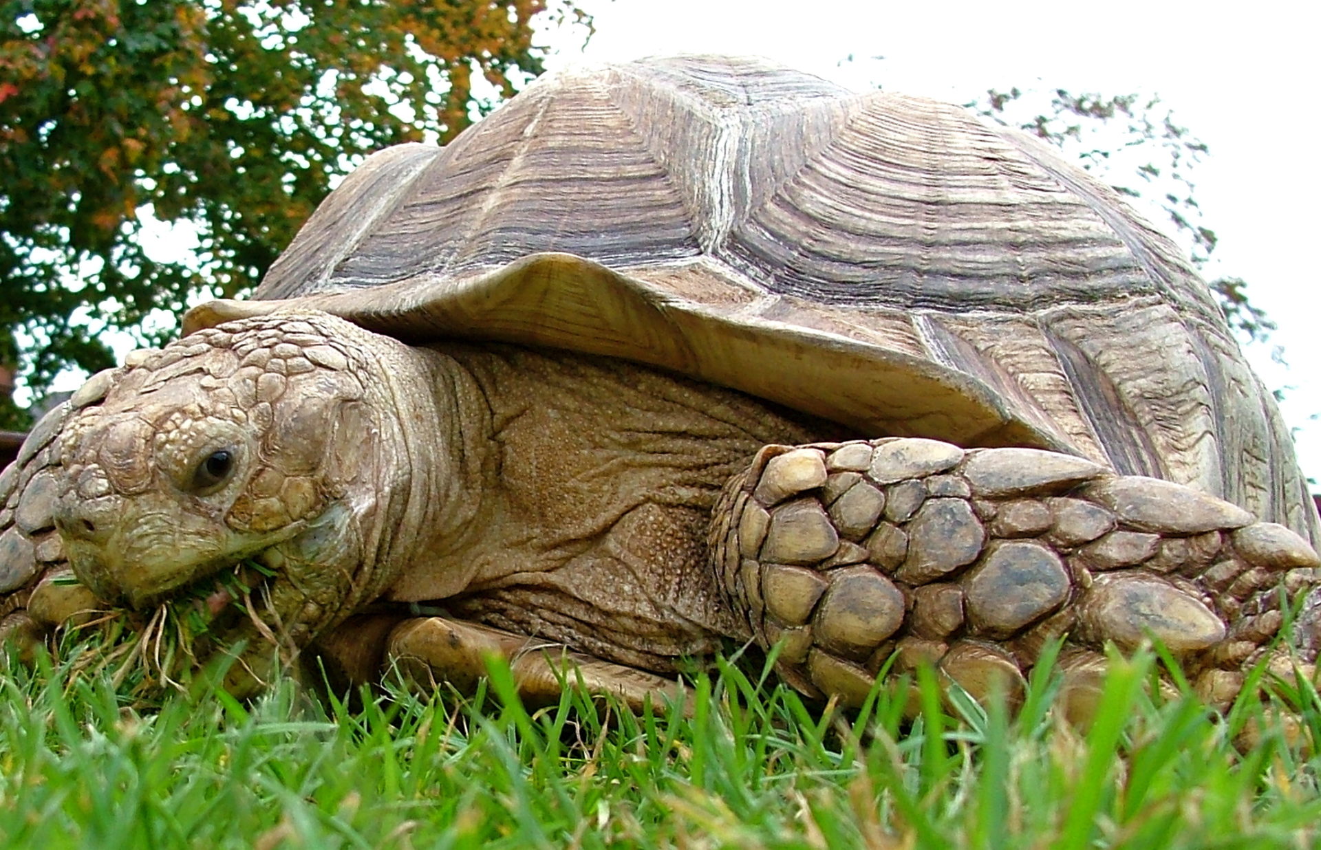 African Spurred Tortoise - Dublin Zoo