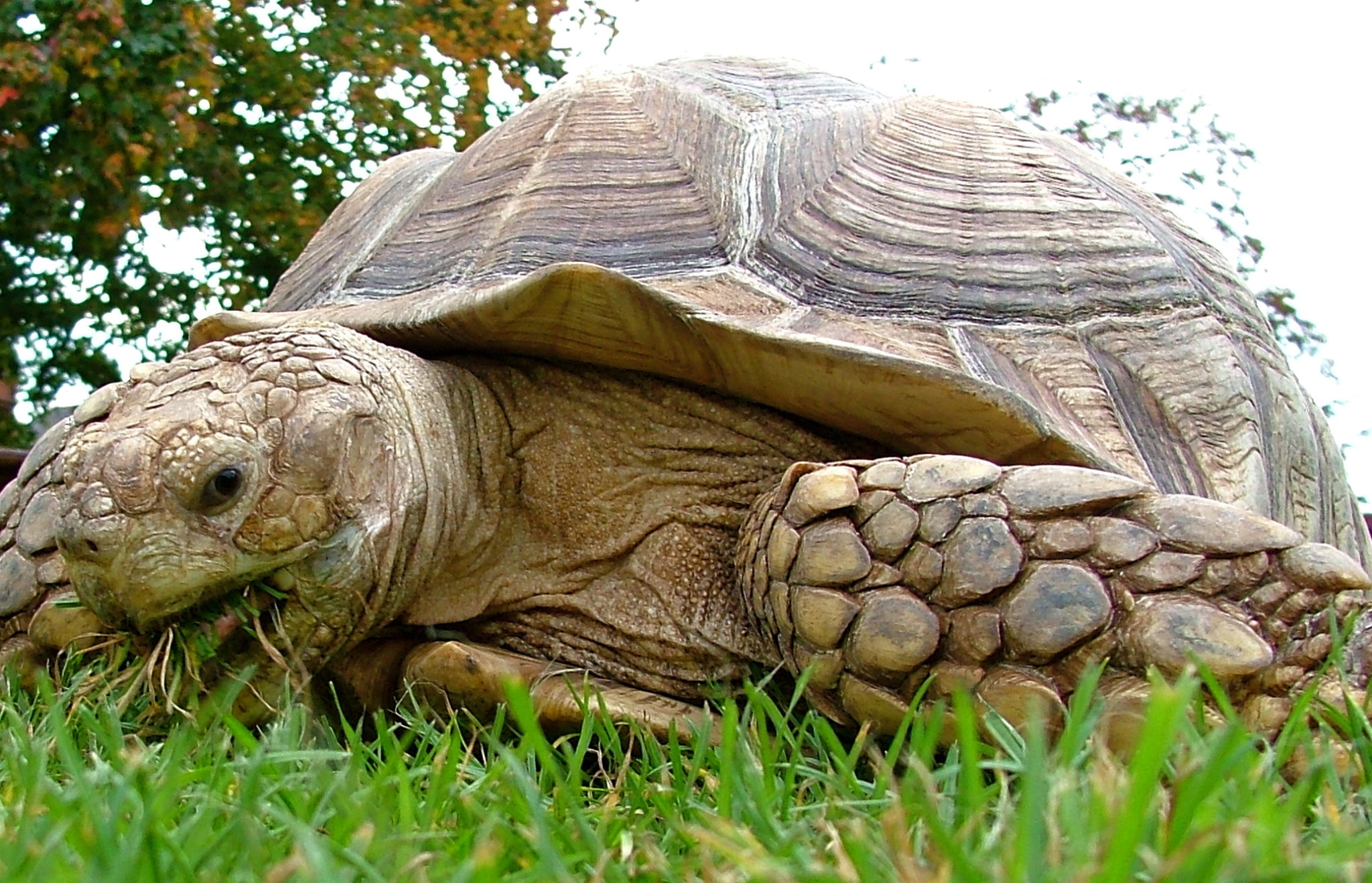 African spurred tortoise - Dublin Zoo