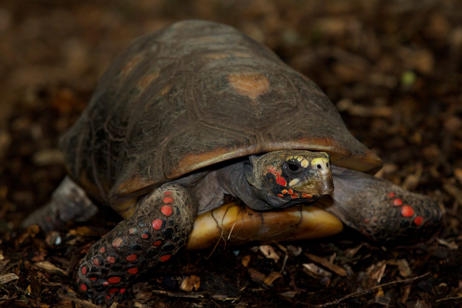 Red footed tortoise Dublin Zoo