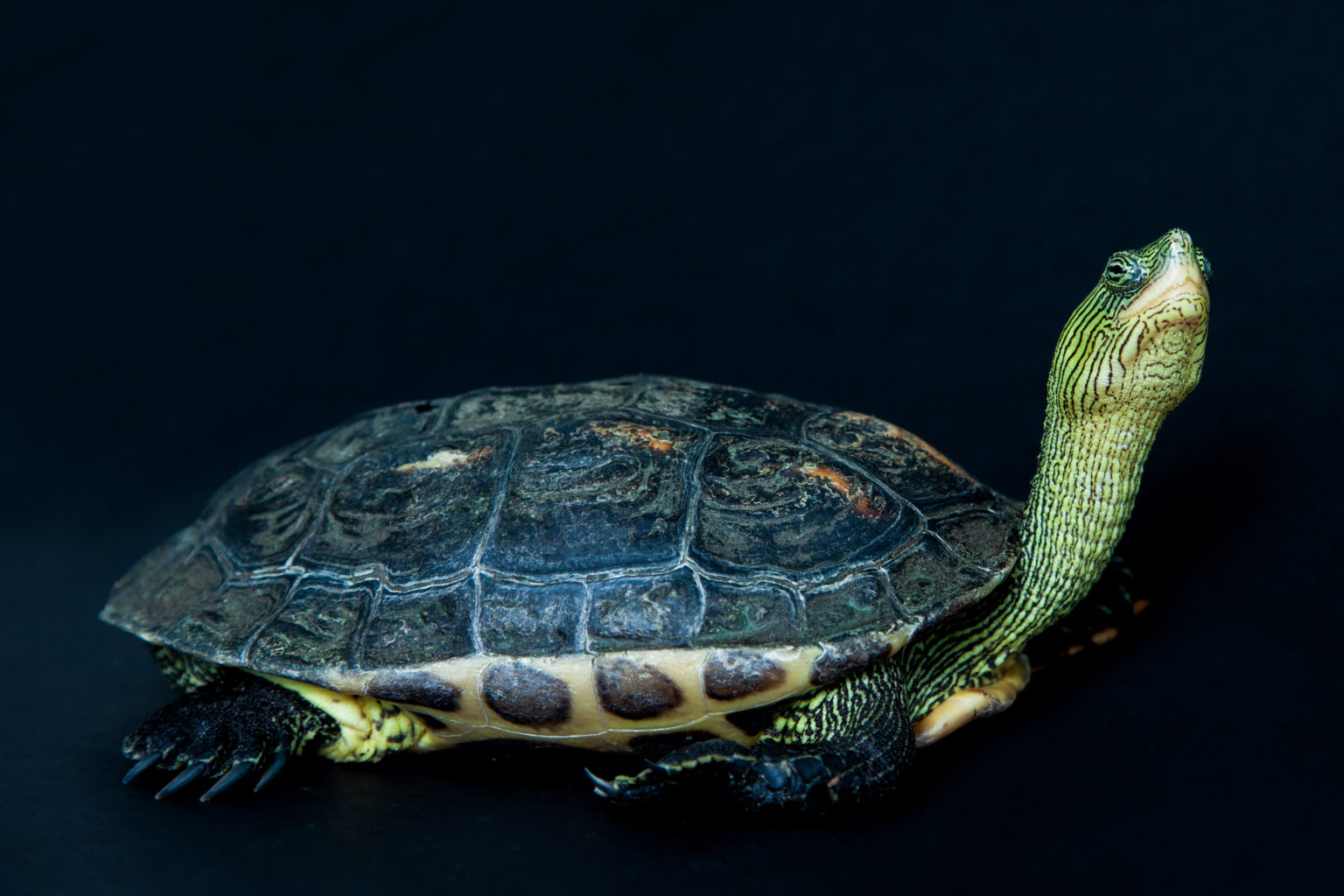 Chinese stripe-necked turtle - Dublin Zoo