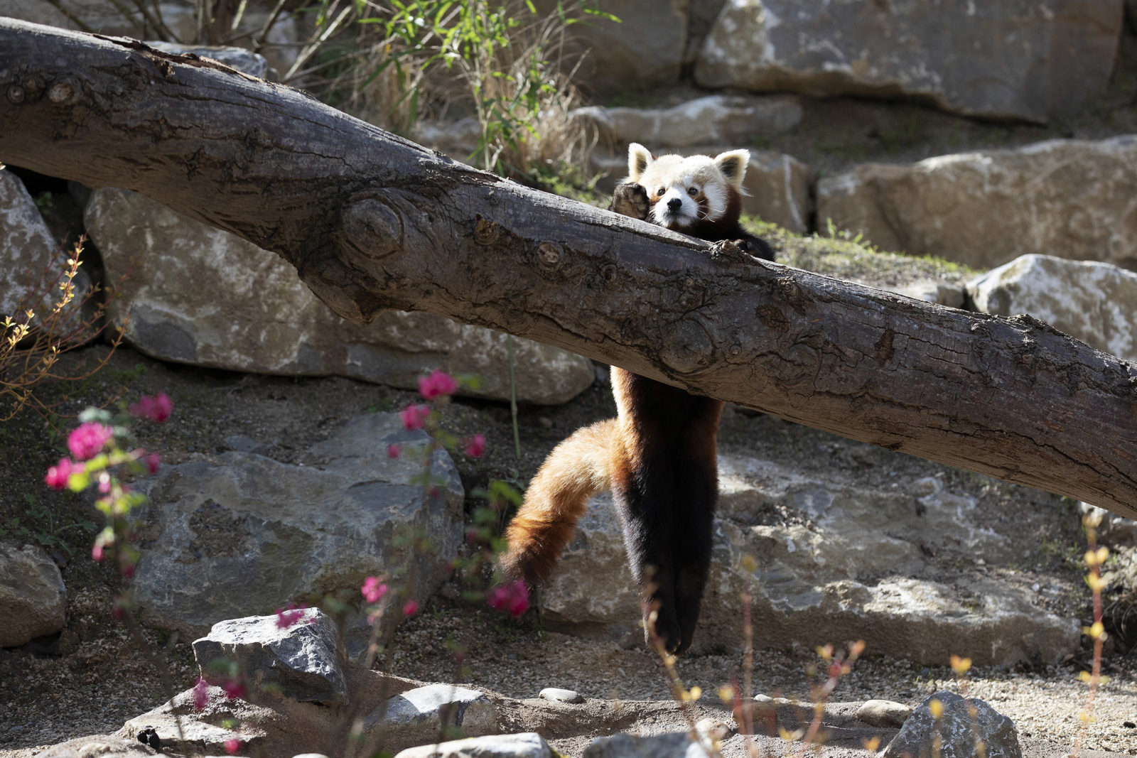 making-your-day-at-dublin-zoo-greener-dublin-zoo