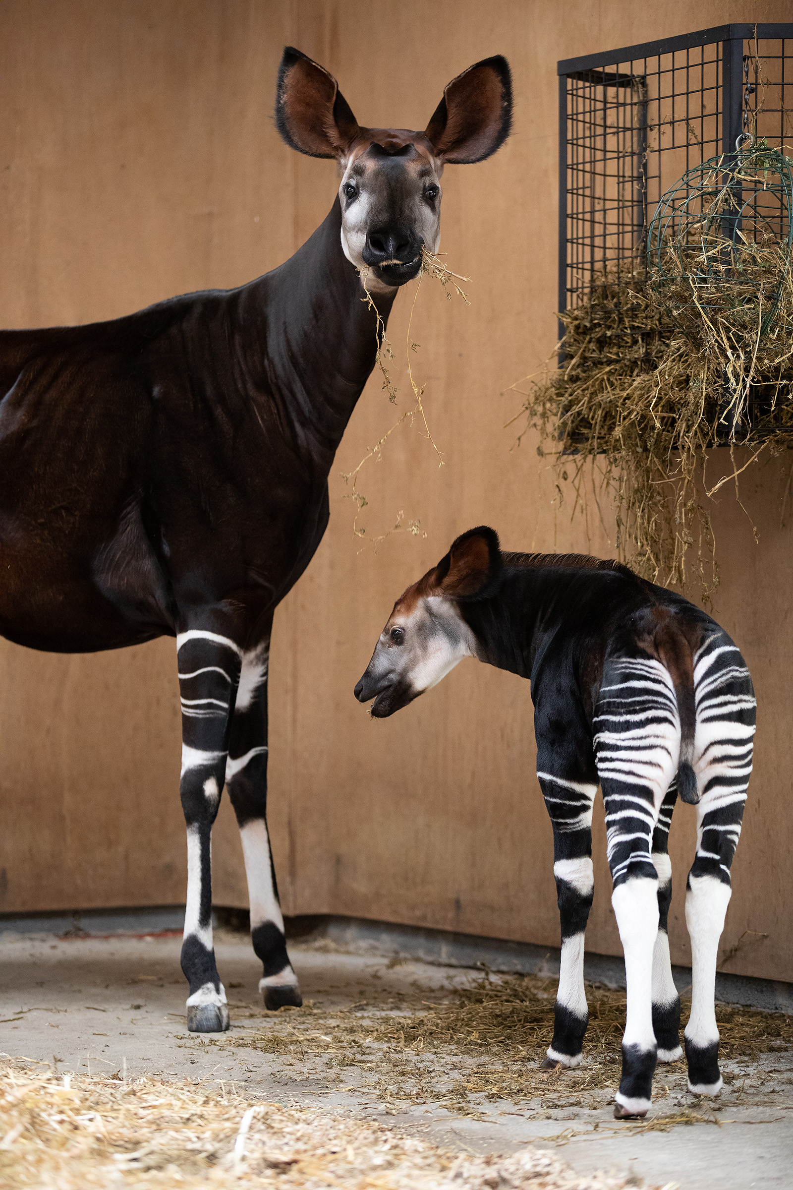 one-day-workshops-dublin-zoo