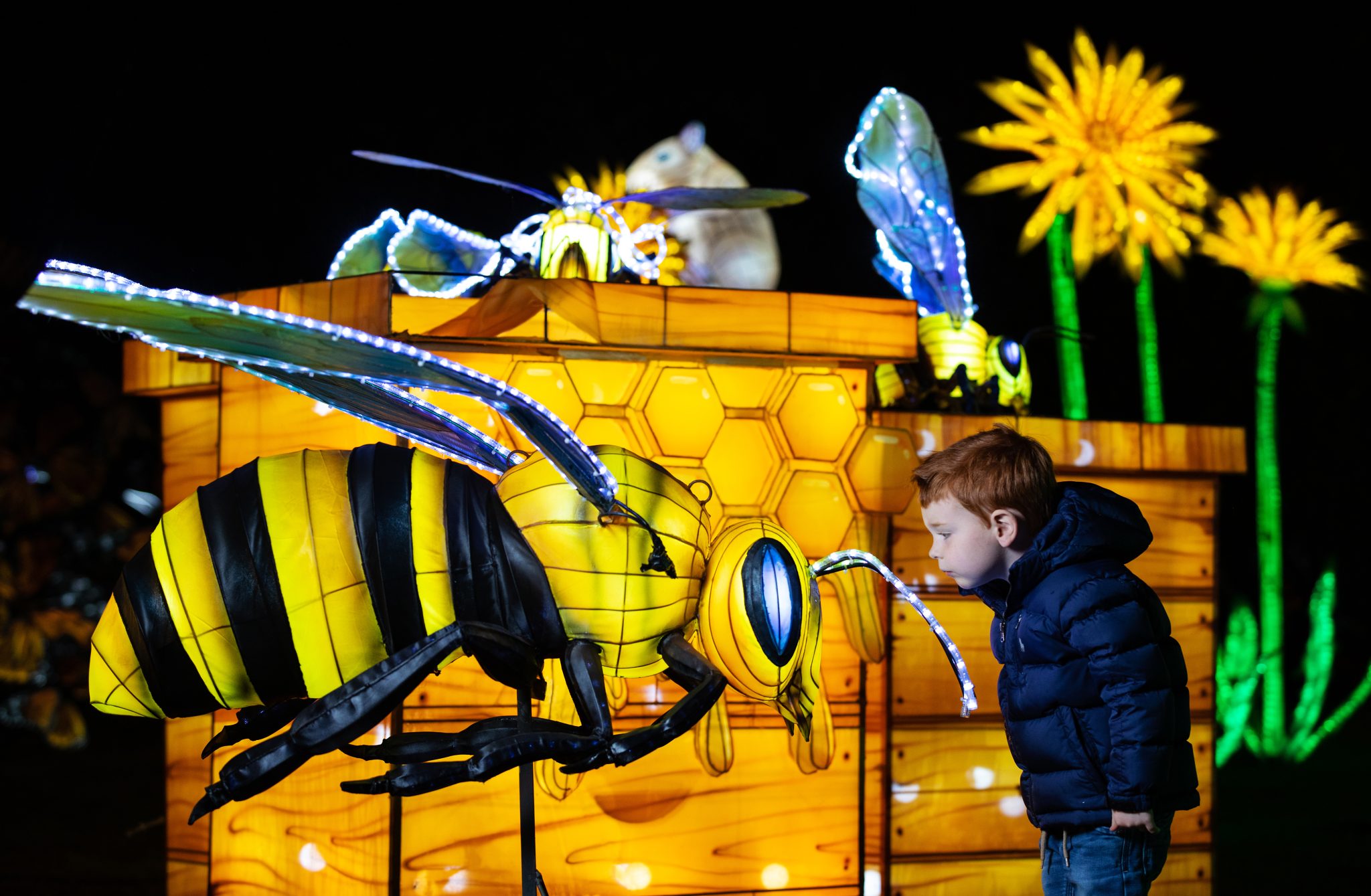 Wild Lights to showcase ‘The Magic of Life’ at Dublin Zoo this winter