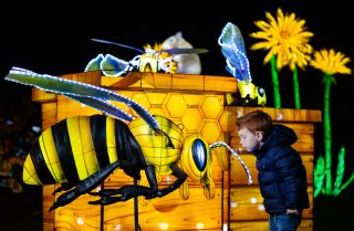 Wild Lights To Showcase ‘The Magic Of Life’ At Dublin Zoo This Winter ...