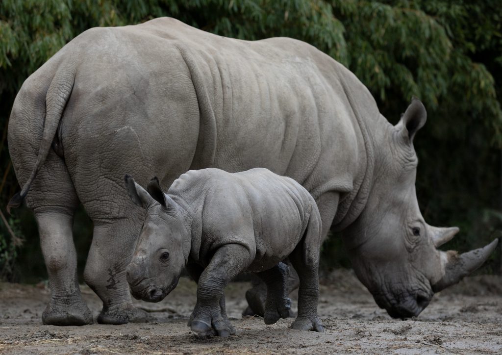 Rhino Calf Born at Dublin Zoo - Dublin Zoo