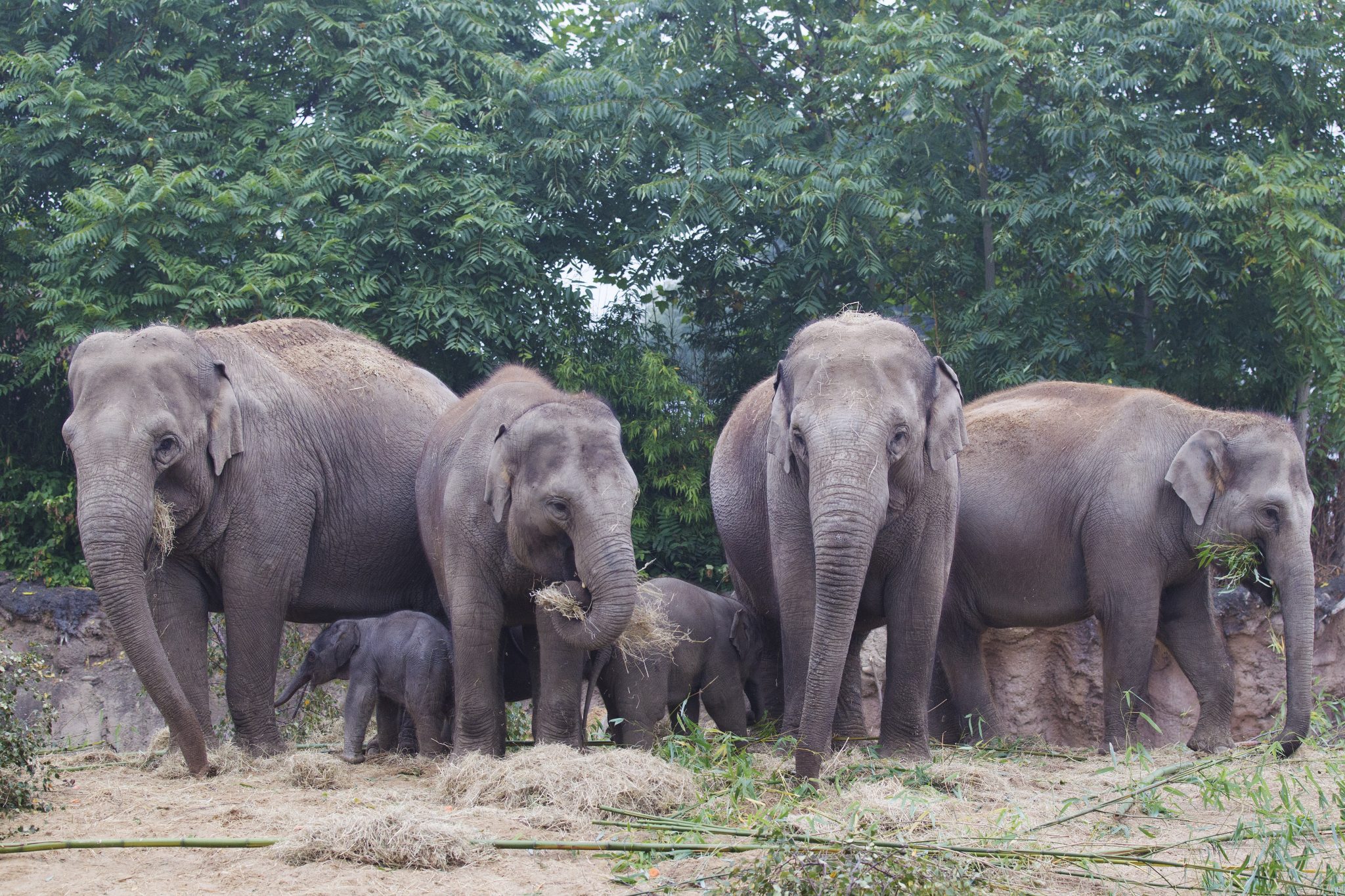 Dublin Zoo Annual Pass Price