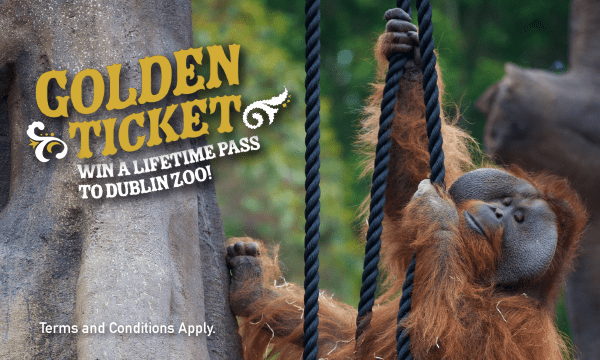 Win One of Four Lifetime Passes to Dublin Zoo! - Dublin Zoo