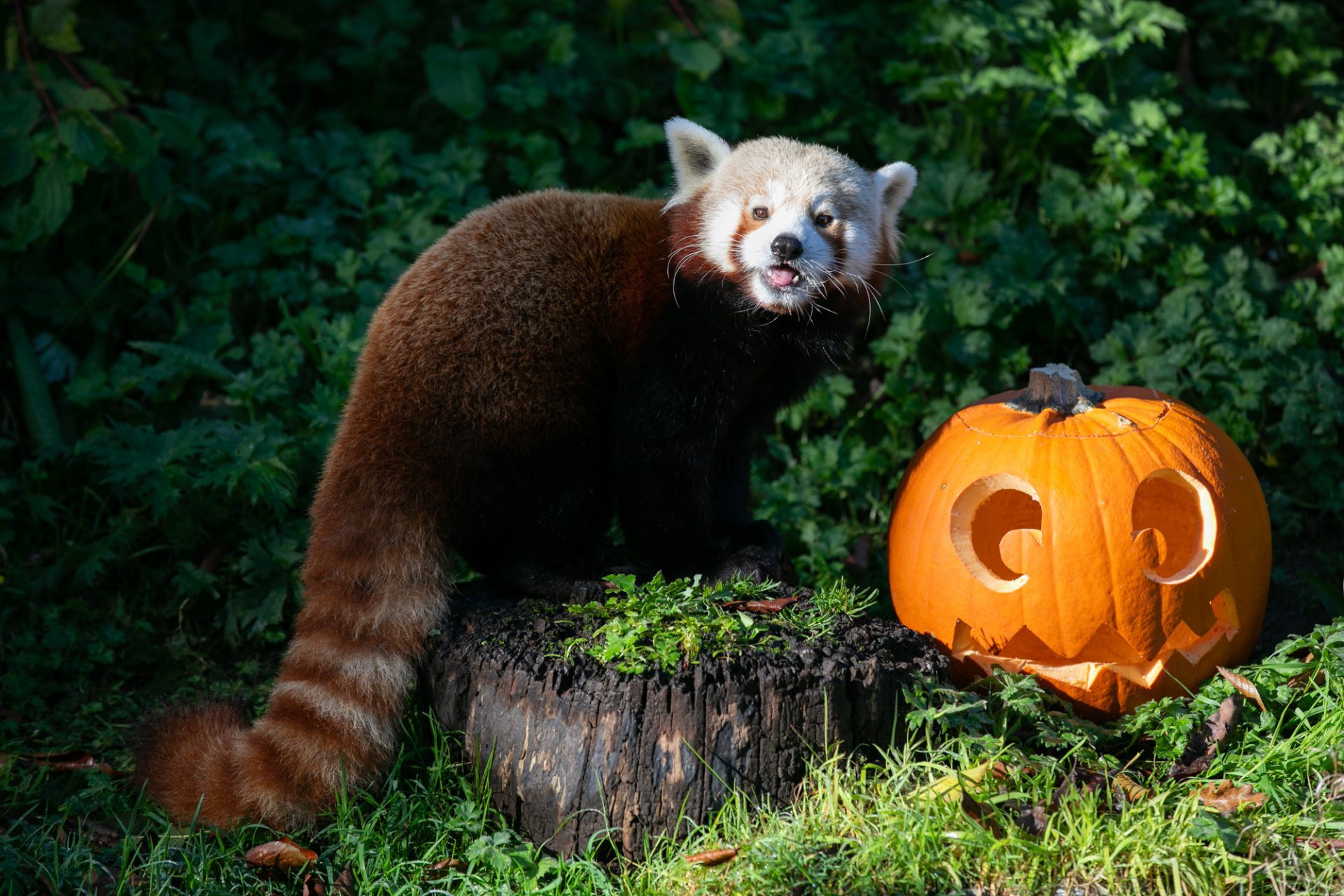 Spooktacular Celebrations At Dublin Zoo This Halloween - Dublin Zoo