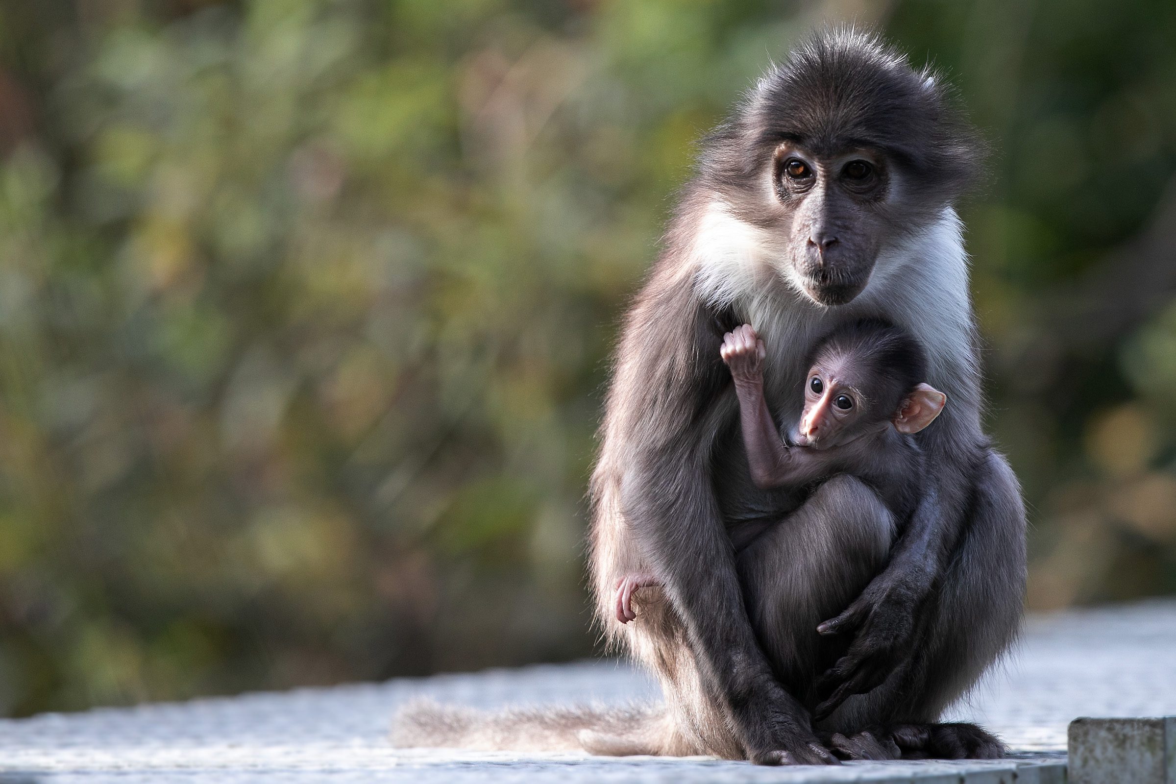 Dublin Zoo Welcomes a White-Naped Mangabey Baby - Dublin Zoo