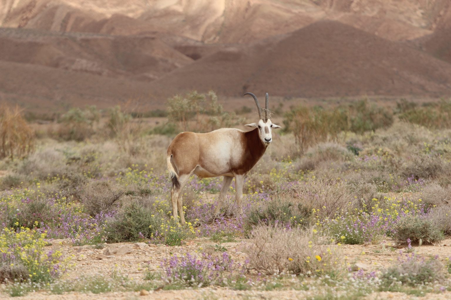 Conservation Success: Scimitar-horned oryx downlisted to ‘Endangered ...