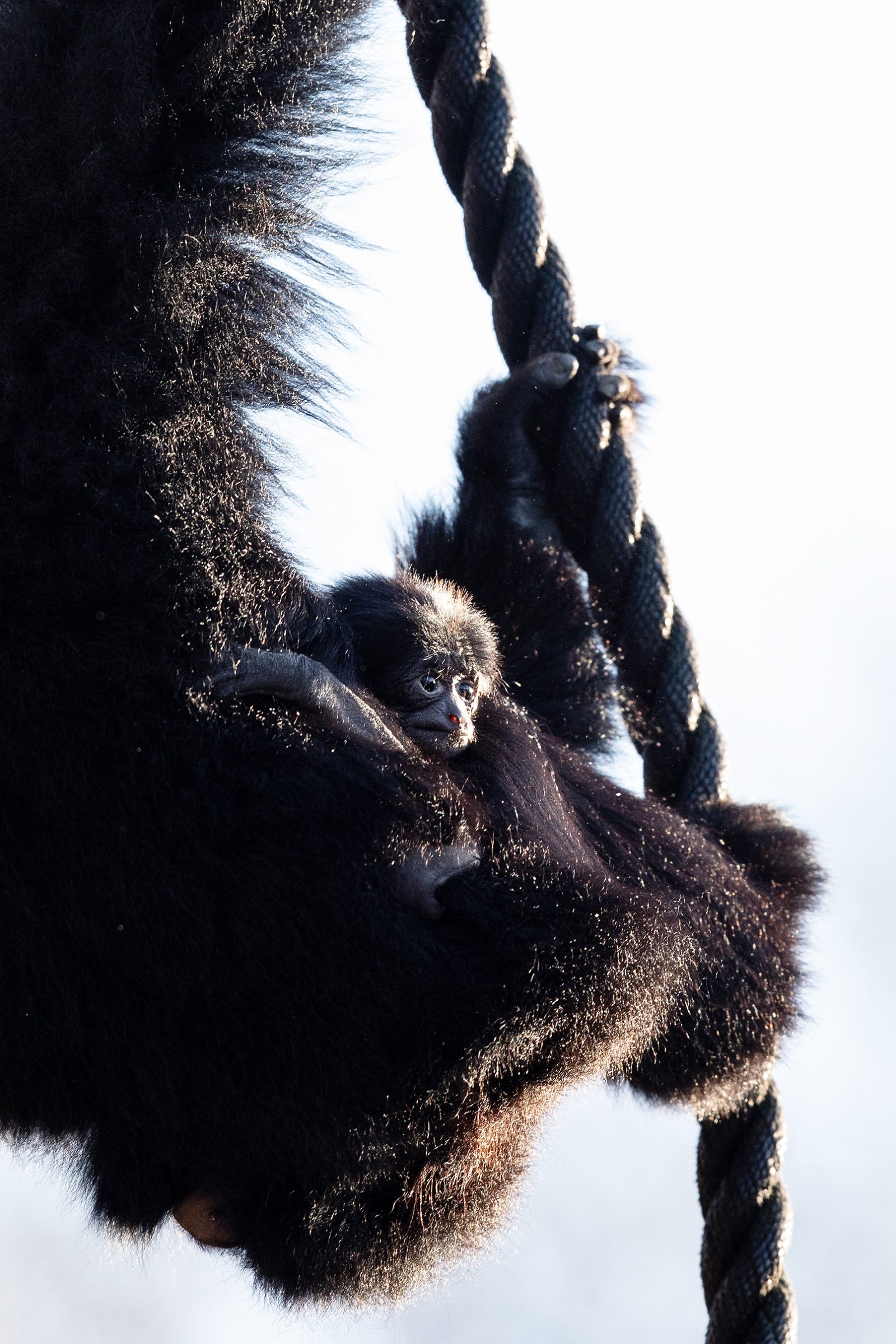 Endangered Siamang Gibbon Baby Born & Sulawesi Crested Macaques Return -  Dublin Zoo