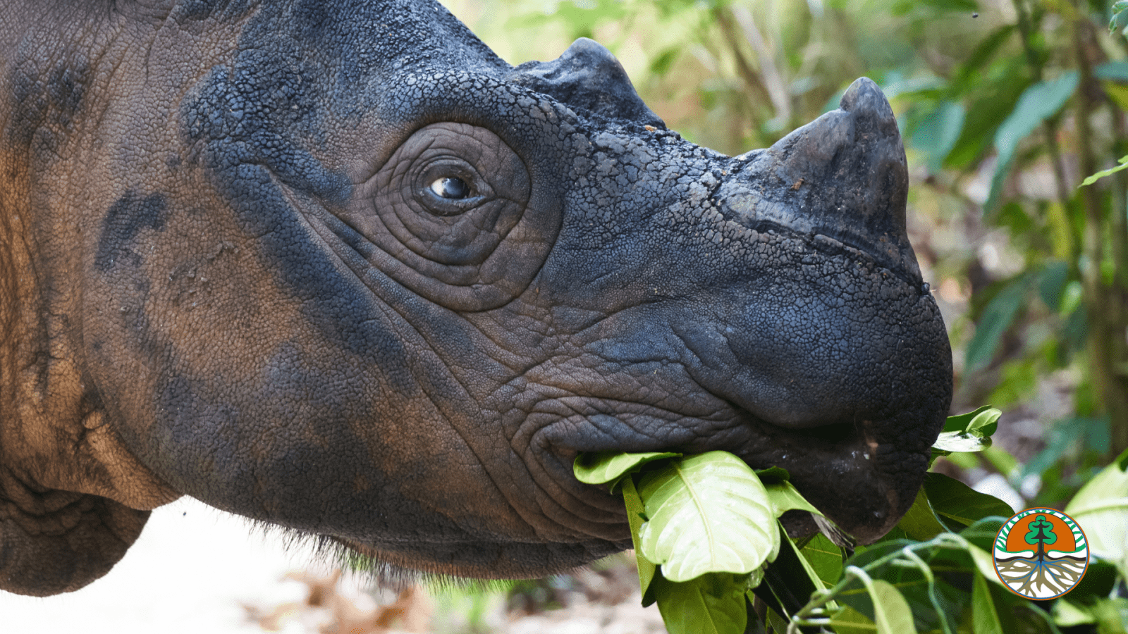 Saving Sumatran Rhinos from Extinction - Dublin Zoo