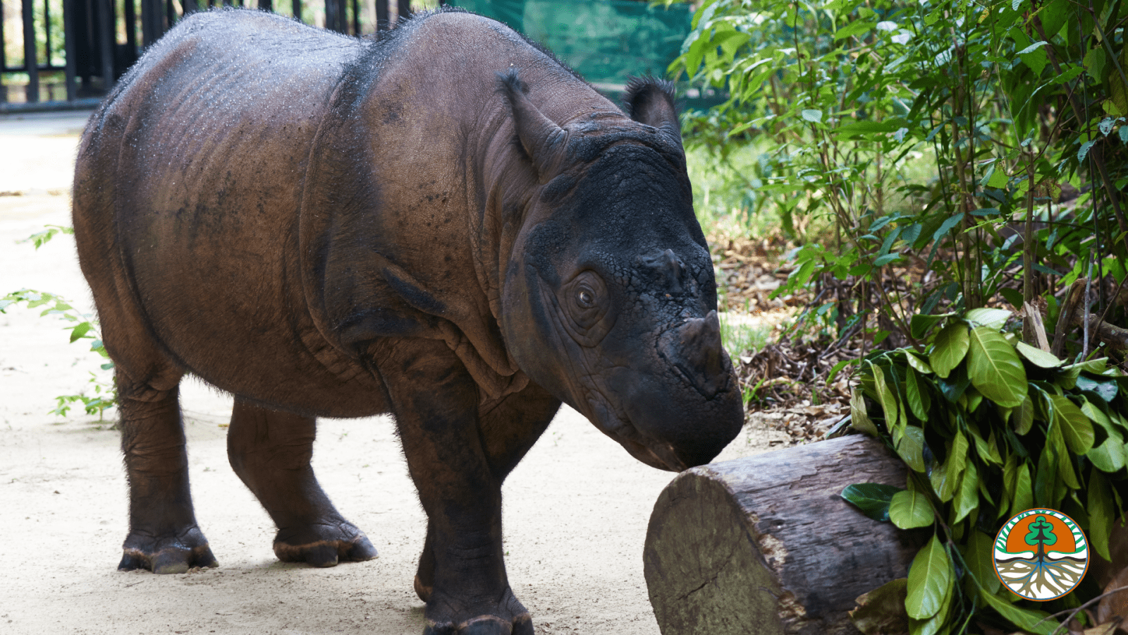 Saving Sumatran Rhinos from Extinction - Dublin Zoo